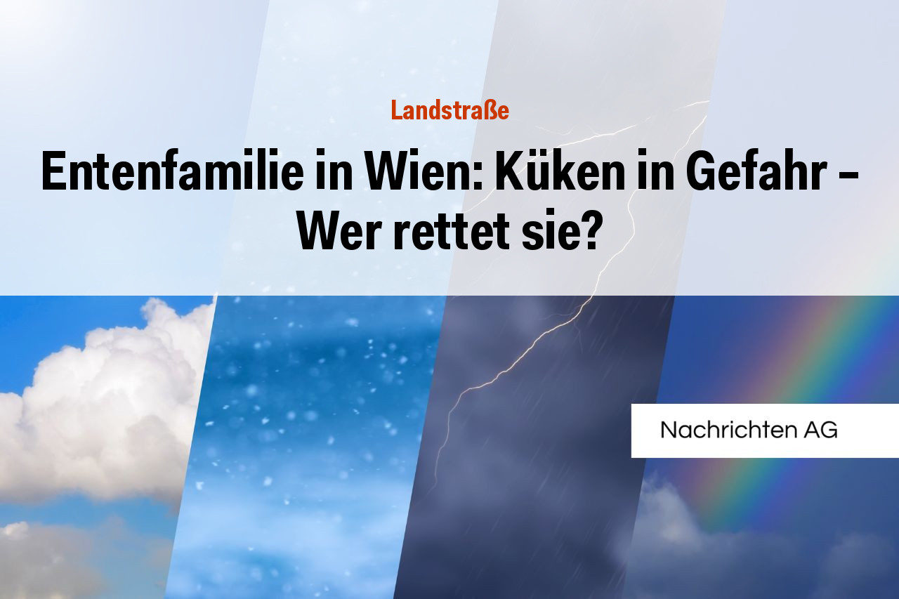Entenfamilie in Wien: Küken in Gefahr – Wer rettet sie?